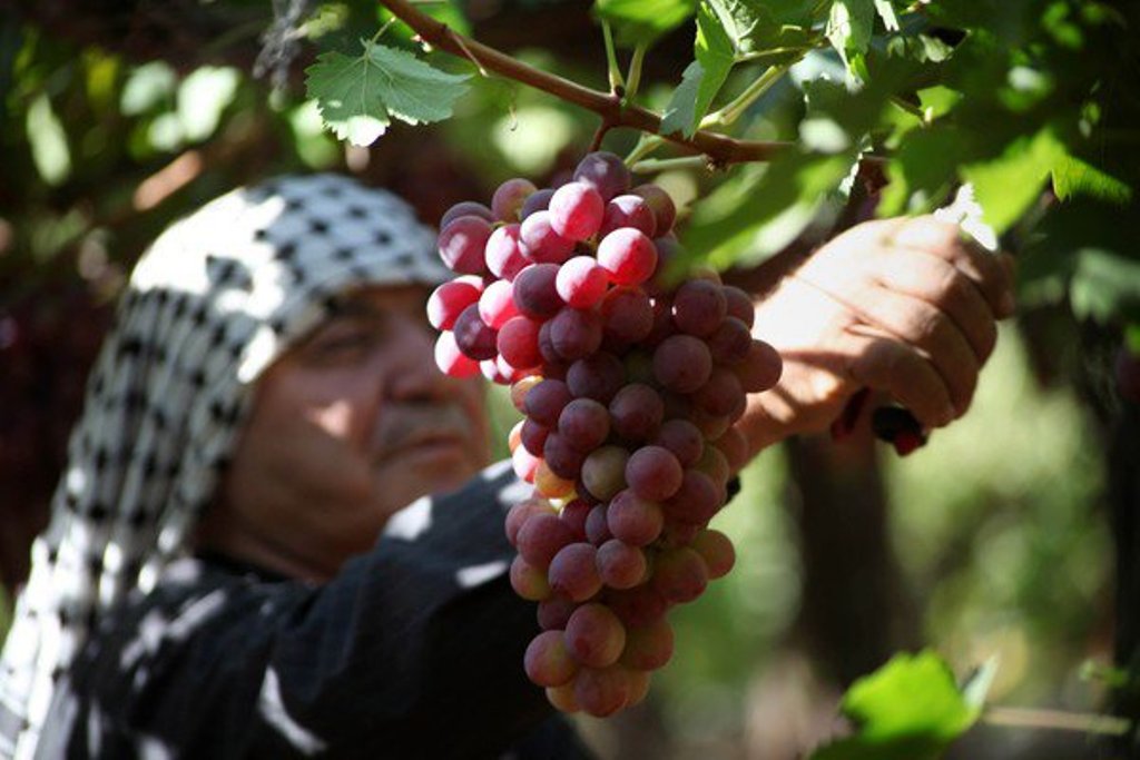 الفاكهة التي تشتهر فيها كل مدينة في فلسطين